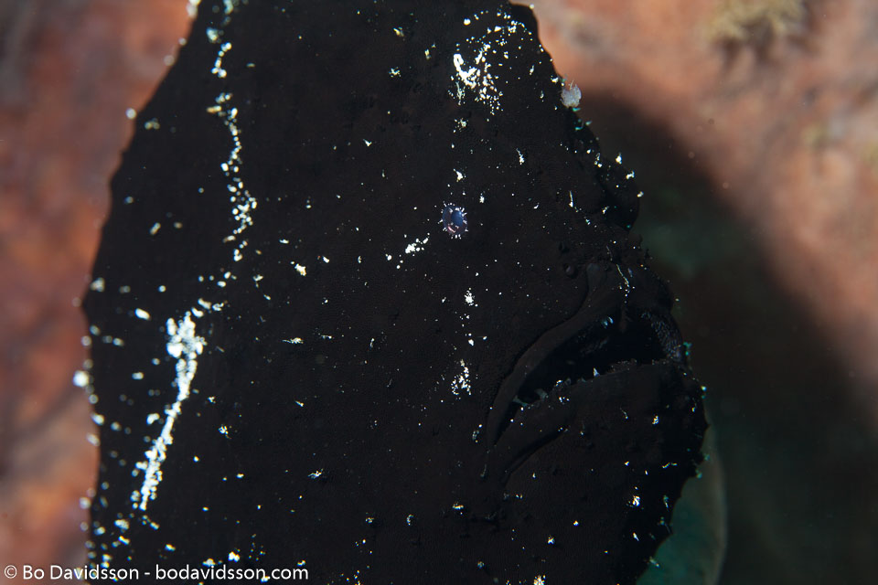 BD-130402-Tulamben-9092-Antennarius-commerson.-(Lacepède.-1798)-[Commerson's-frogfish].jpg